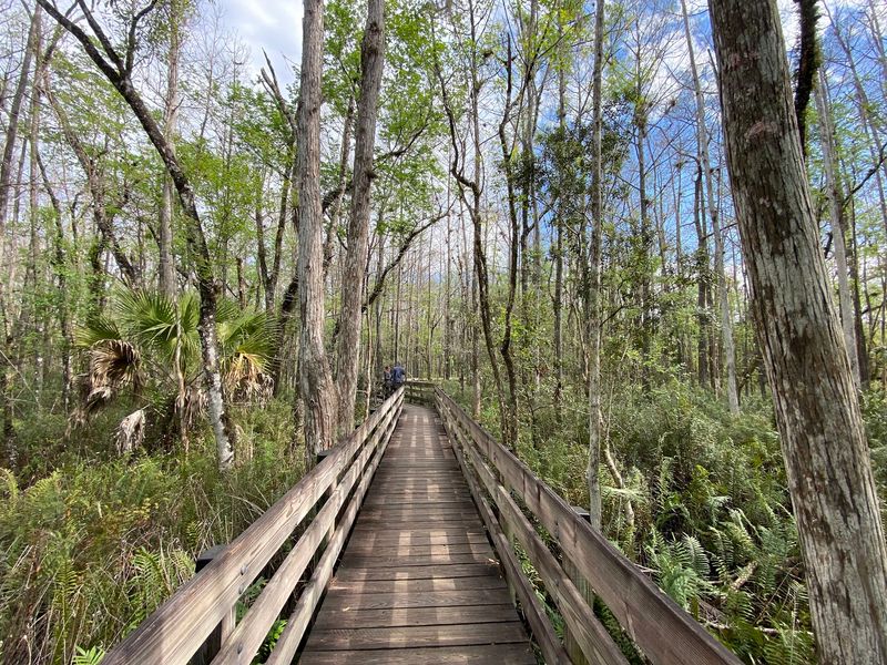 Boardwalk Adventures In Six Mile Cypress Slough Preserve Boardwalk Adventures In Six Mile Cypress Slough Preserve