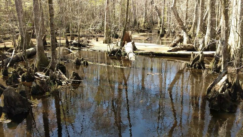 Four Hole Swamp Creates Unique Habitat