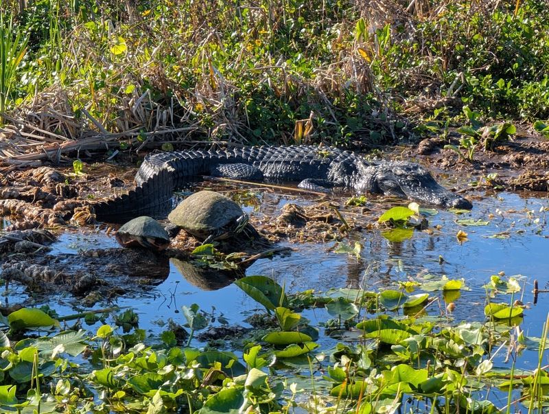 Abundant Alligators Add Drama