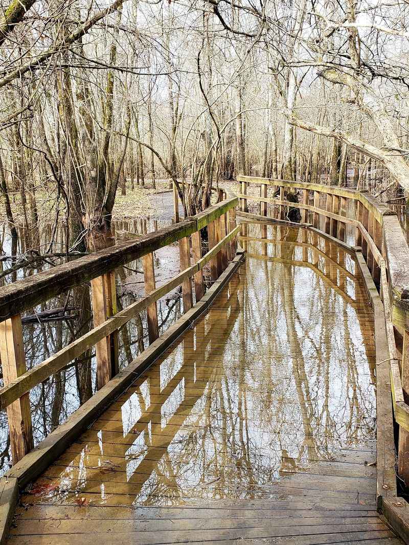 Boardwalks Cross The Wetlands Boardwalks Cross The Wetlands