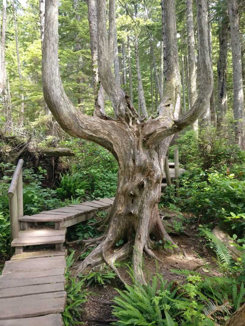 Boardwalks That Carry You Through Green Forest Boardwalks That Carry You Through Green Forest