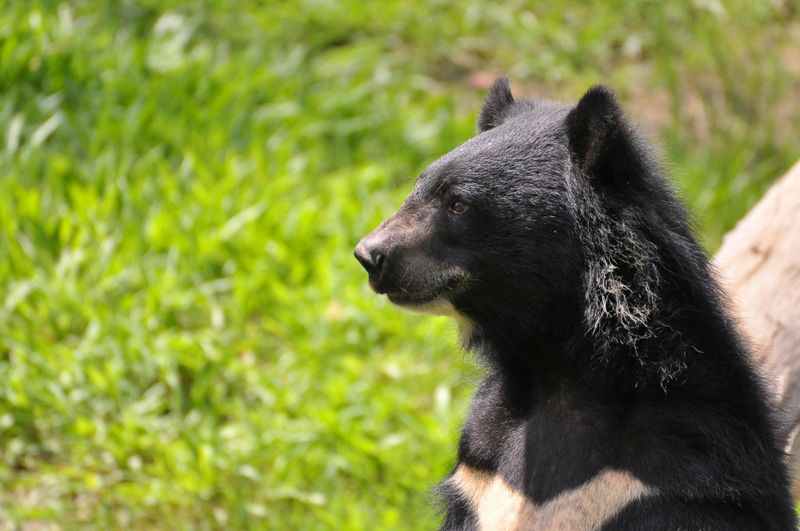 Black Bear Territory And Wildlife Awareness
