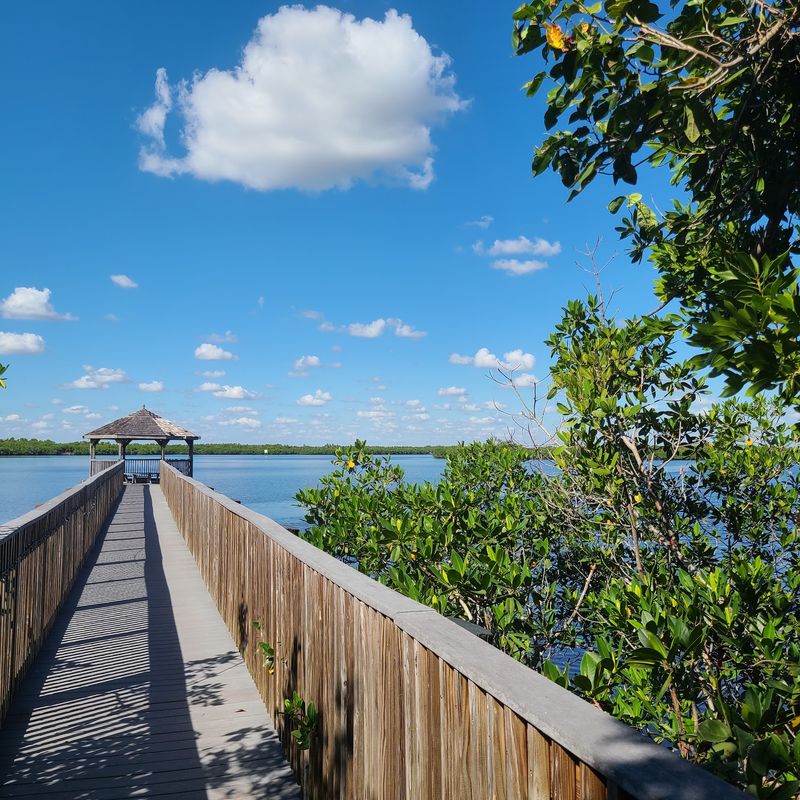 Boardwalks Through The Mangroves