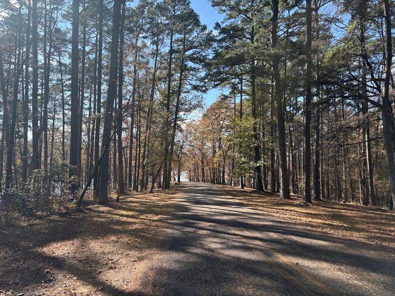 Forest Trails And Native Wildlife
