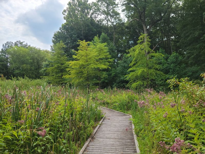 Boger Bog offers a short walk into an unusual Illinois wetland