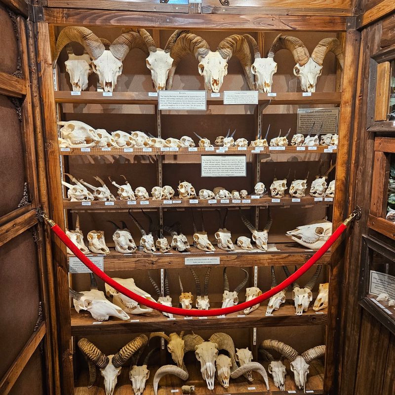 Bones Stacked Clear to the Ceiling Bones Stacked Clear to the Ceiling