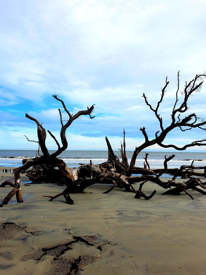Boneyard Beach Looks Like Another Planet Boneyard Beach Looks Like Another Planet