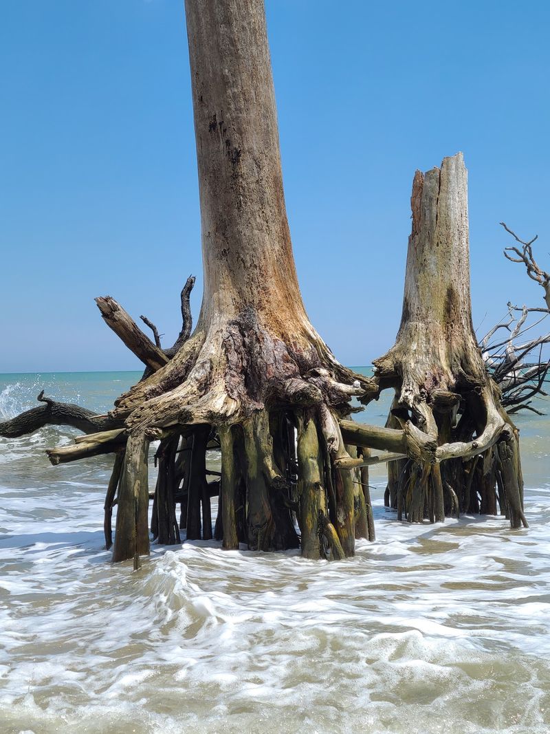Boneyard Beach and Its Weathered Trees Boneyard Beach and Its Weathered Trees