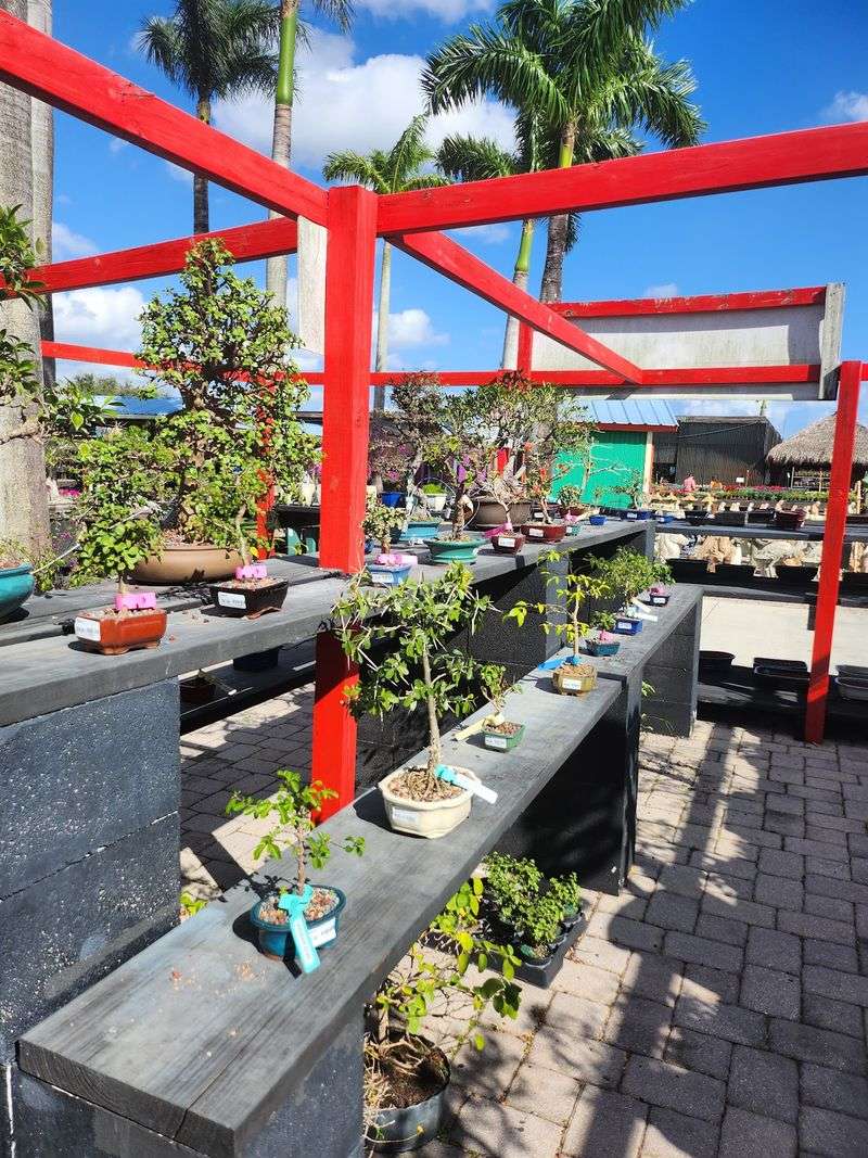 Bonsai Beauty And Hands-On Classes