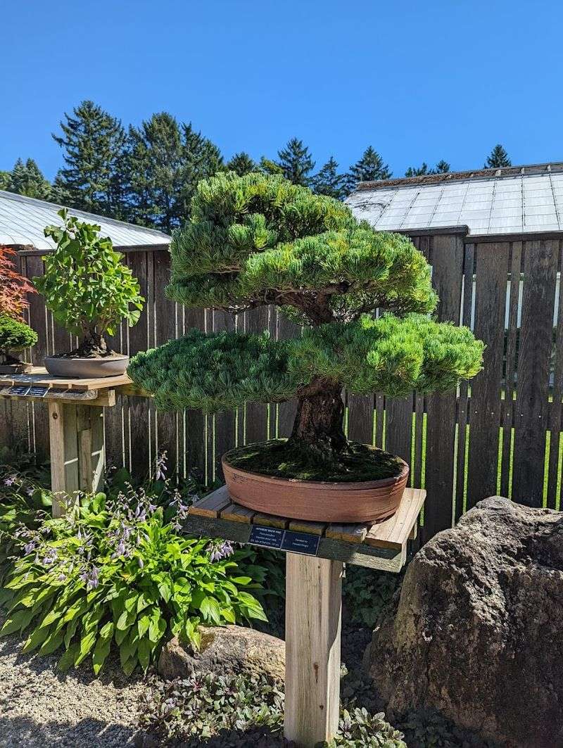 Rare And Dwarf Conifers
