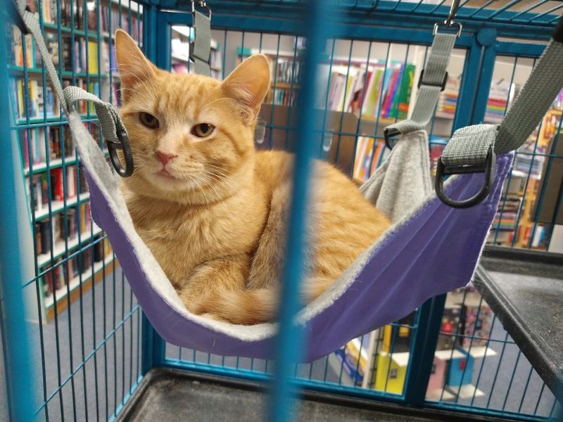 TAiLS of a Bookworm, Pekin