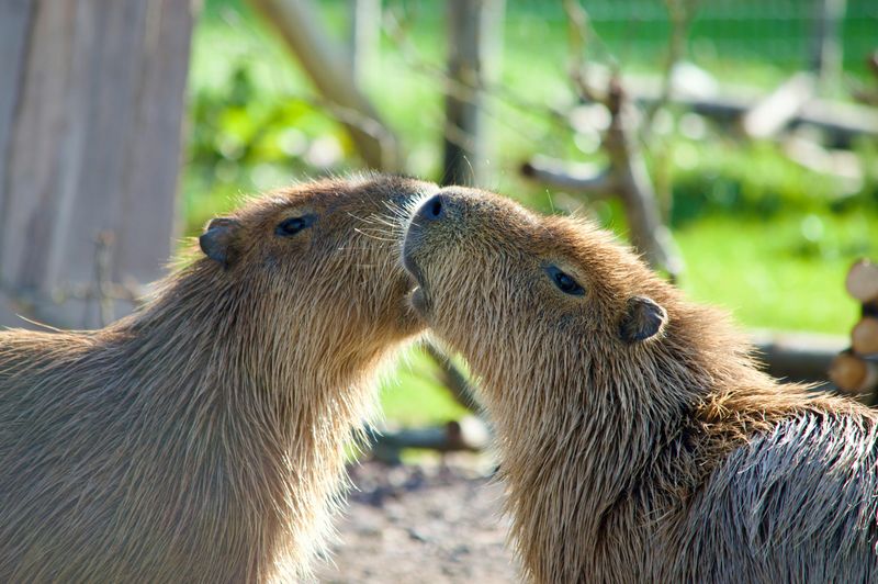 Book The Capybara Encounter For The Right Reason Book The Capybara Encounter For The Right Reason