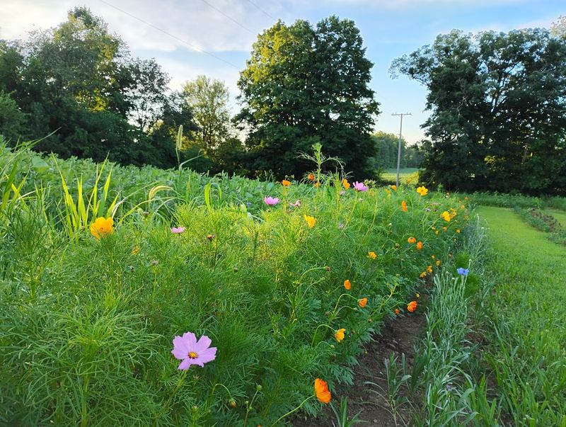 A Whimsical Pastoral Retreat