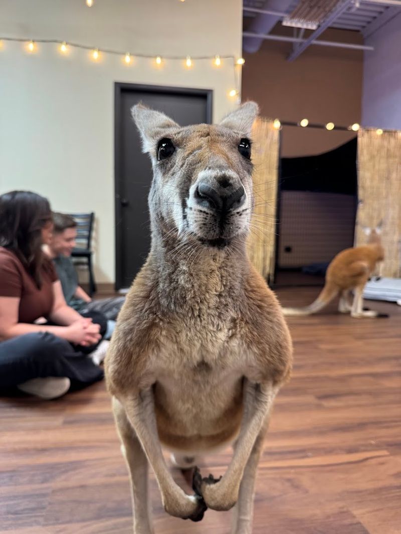 Beyond the Kangaroos: The Other Exotic Animals Sharing the Ranch