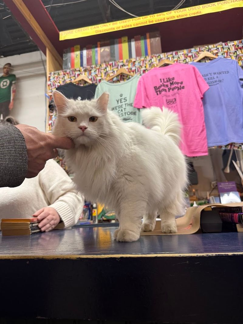 The Resident Cats Are A Major Part Of The Experience