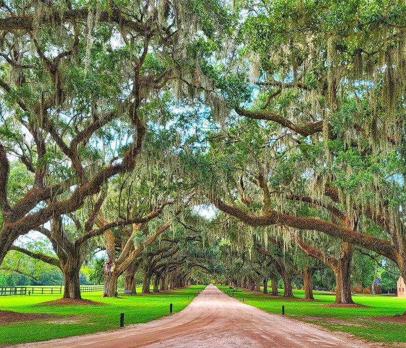 Boone Hall Plantation and Gardens, Mount Pleasant, SC Boone Hall Plantation and Gardens, Mount Pleasant, SC