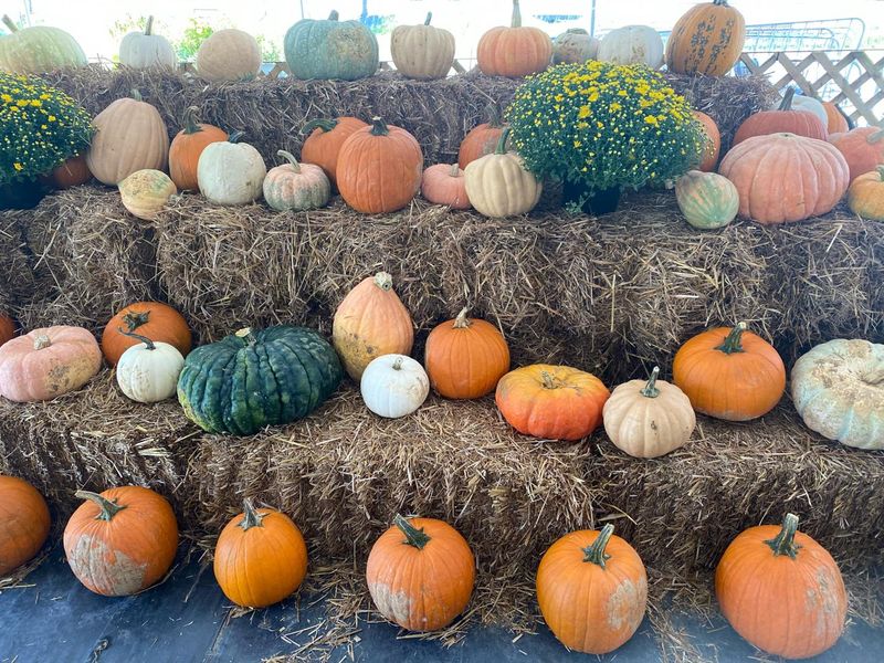 Boone Hall Pumpkin Patch, Mt Pleasant