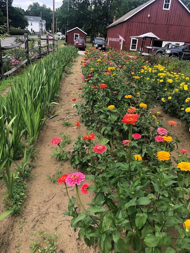 Bordua Farms