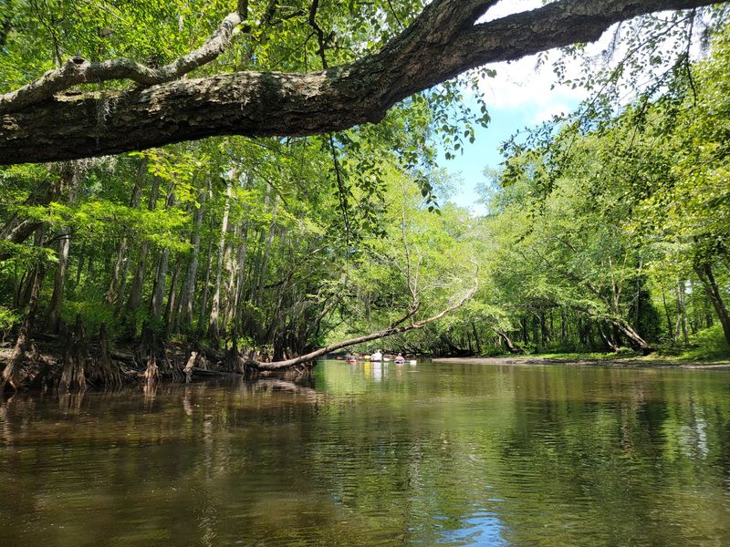 Born In The Swamps, Bound For The Sea