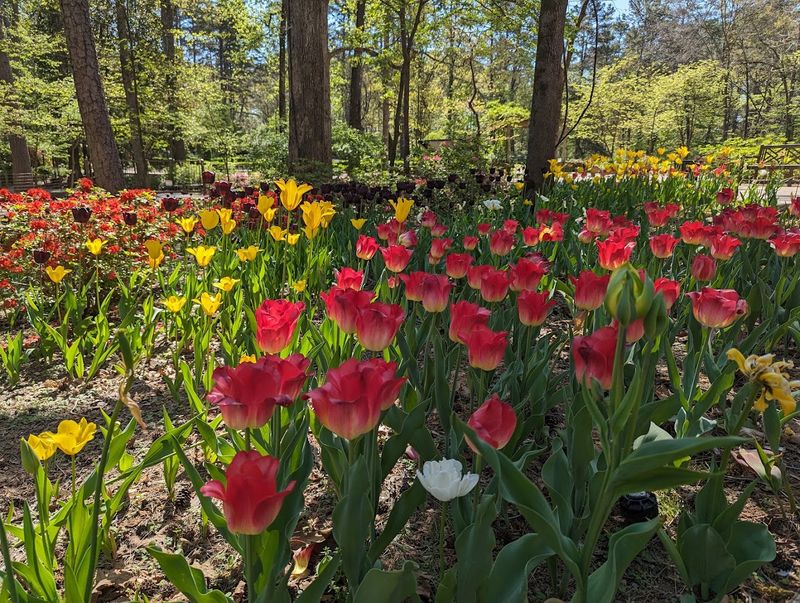 Garvan Woodland Gardens