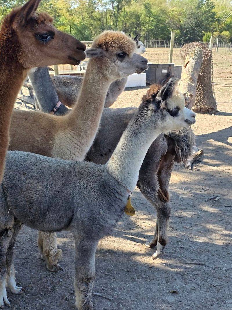 An Exotic Animal Lineup 