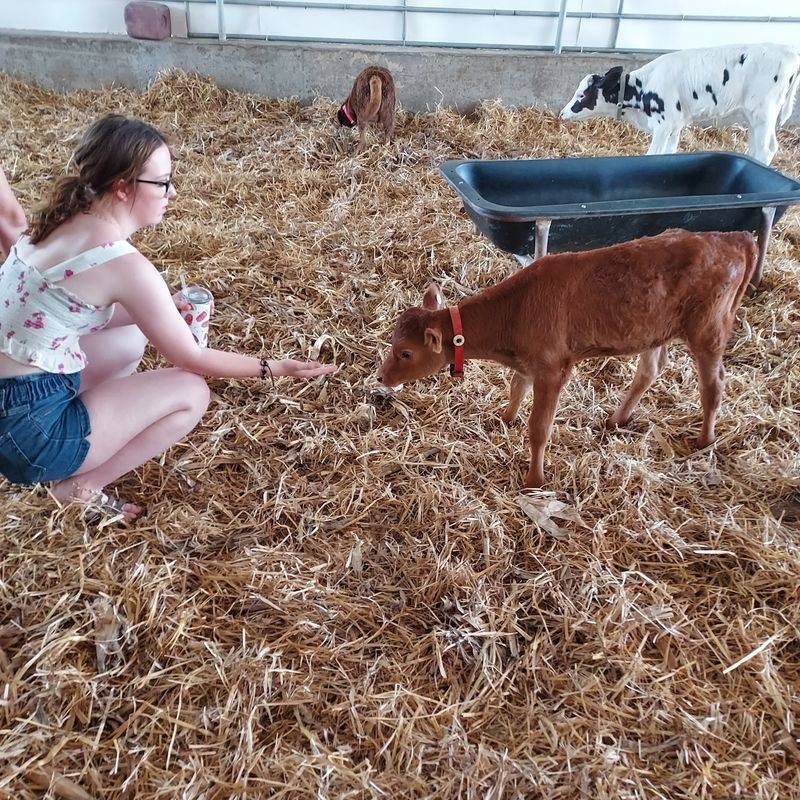 Bottle-Feeding the Baby Calves