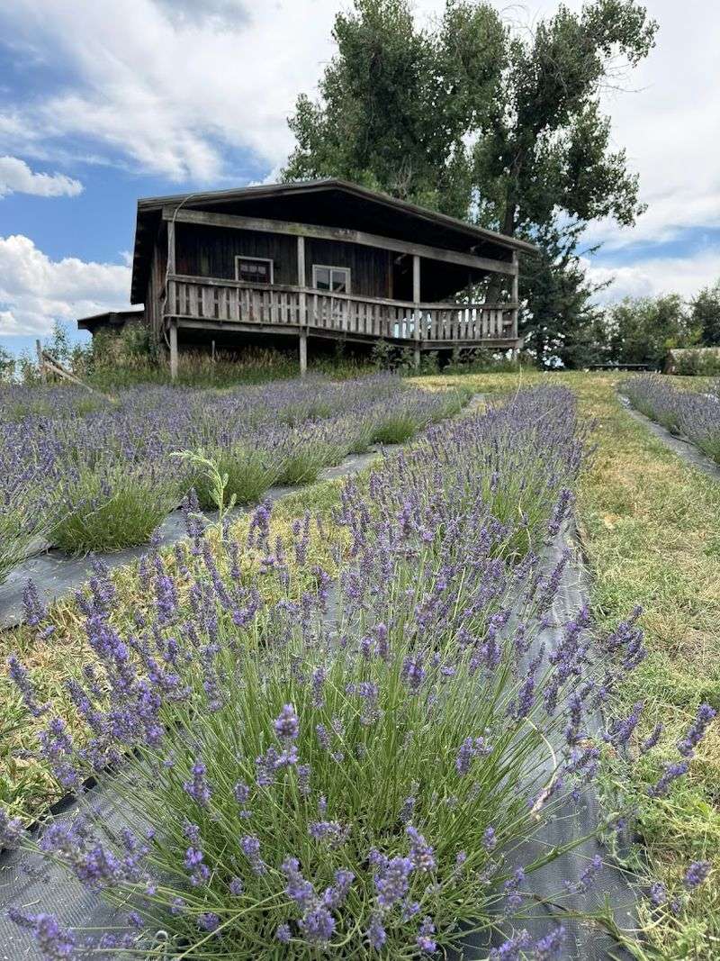 Pollywog Station Lavender Farm