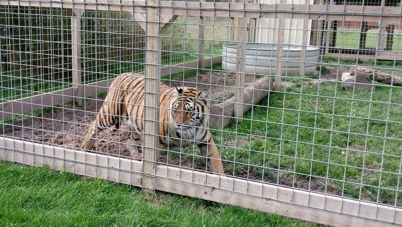 Roscommon Zoo, Roscommon