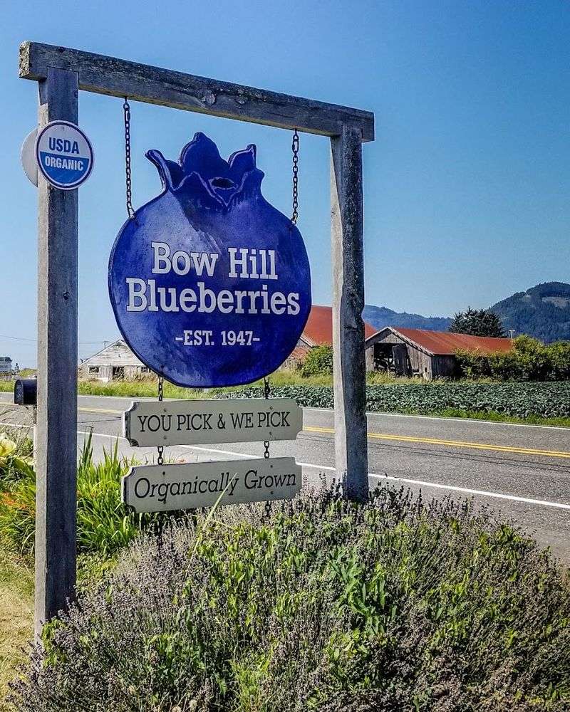 Bow Hill Blueberries, Bow