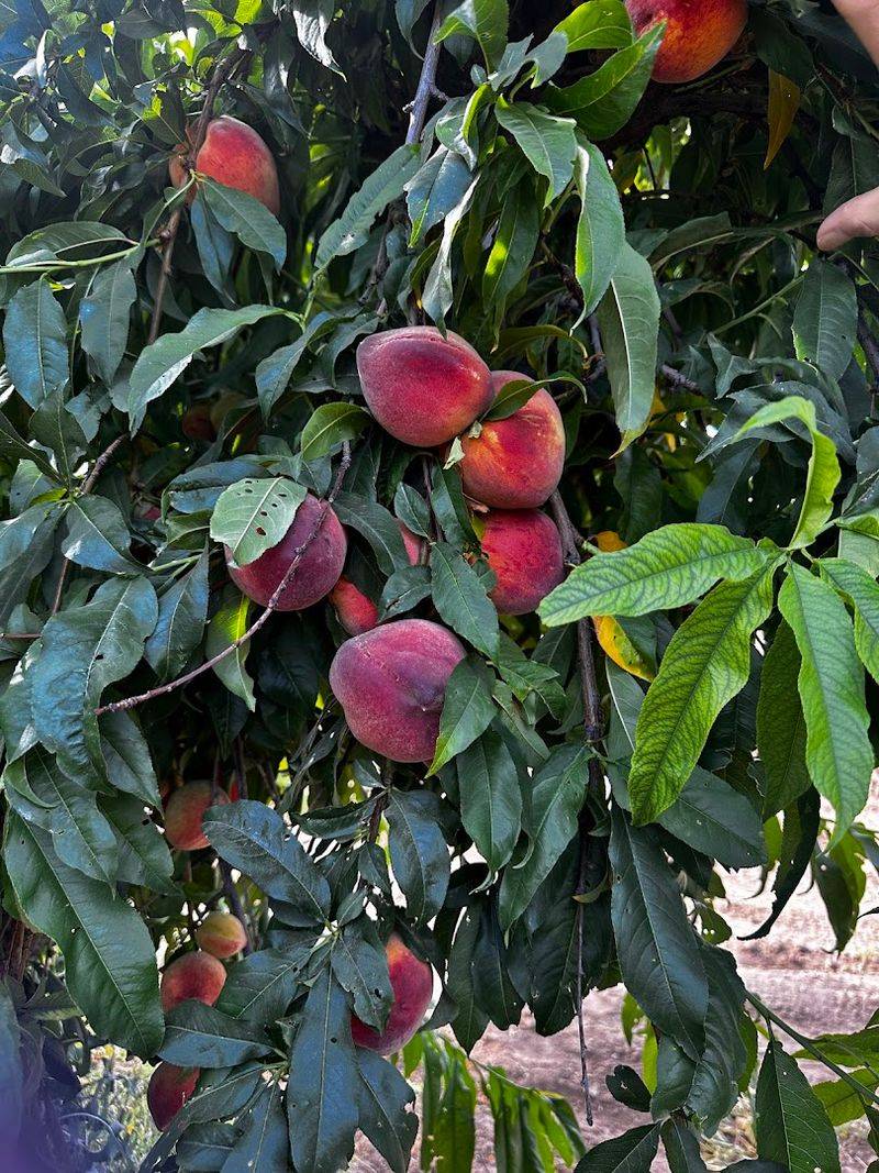 Schnepf Farms, Queen Creek