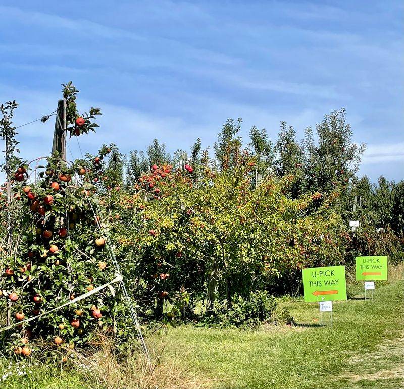 Branstool Orchards, Utica