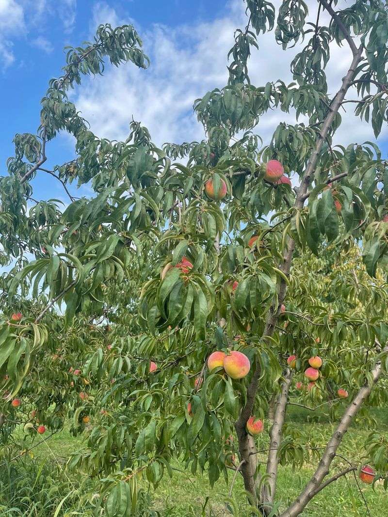 Branstool Orchards, Utica
