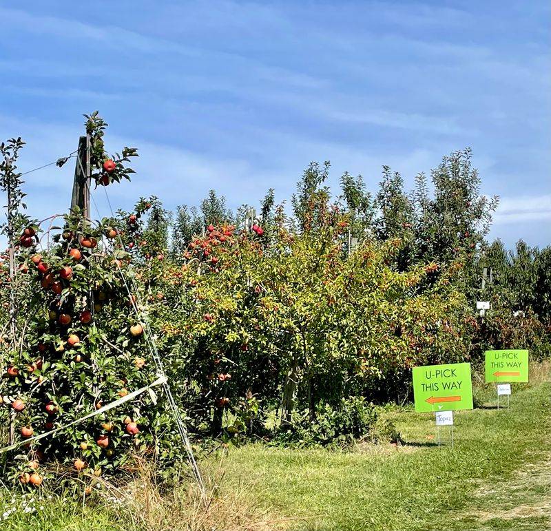 Branstool Orchards, Utica