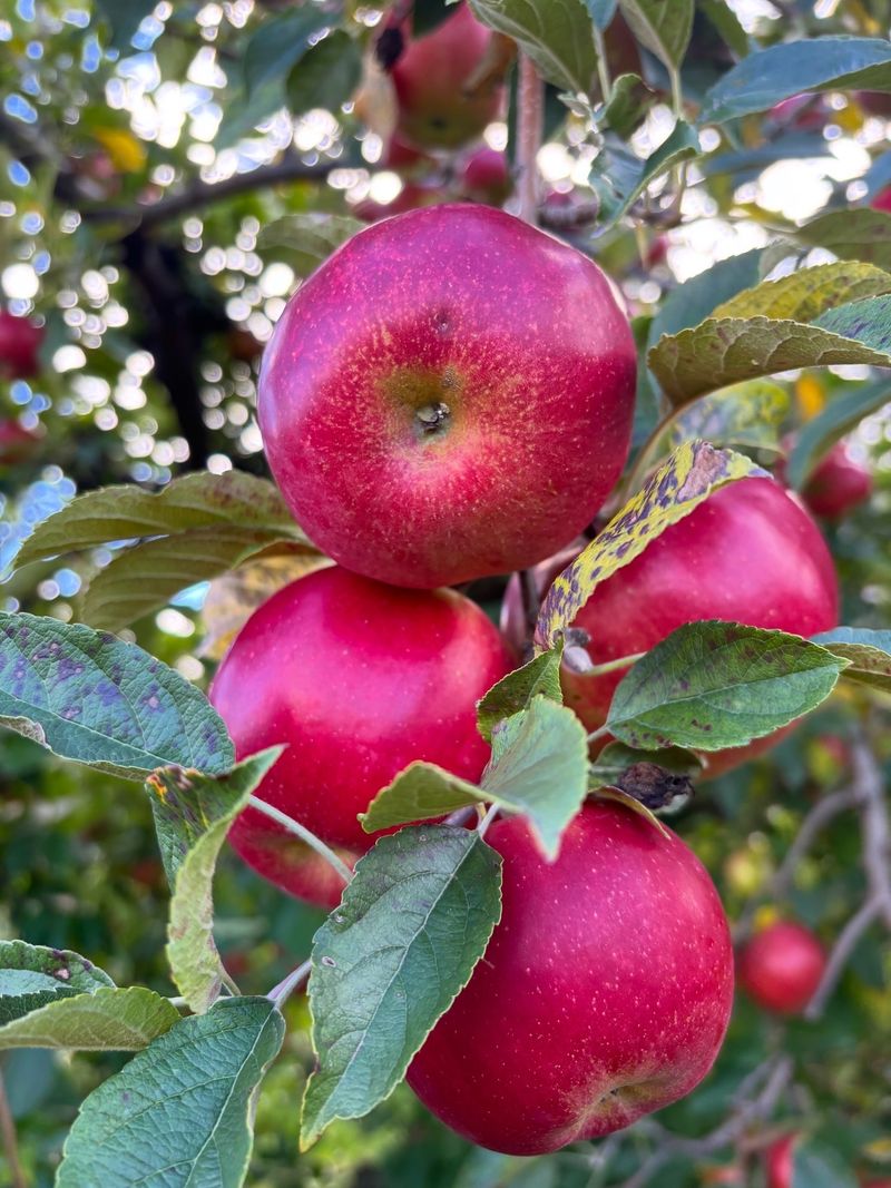 Brant's Apple Orchard, Ashtabula
