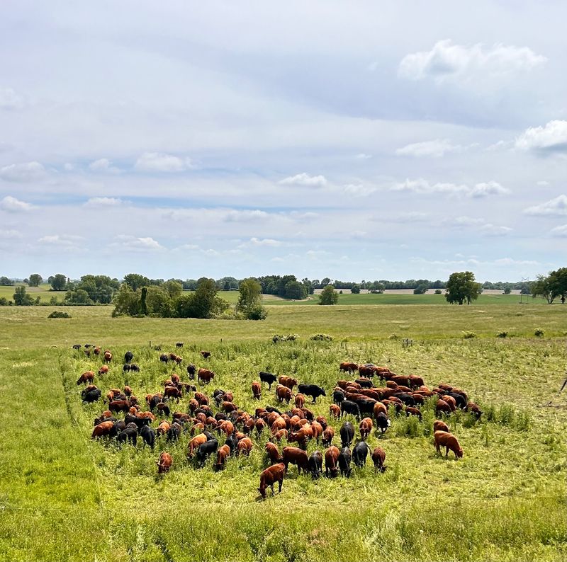 Brass Family Farm