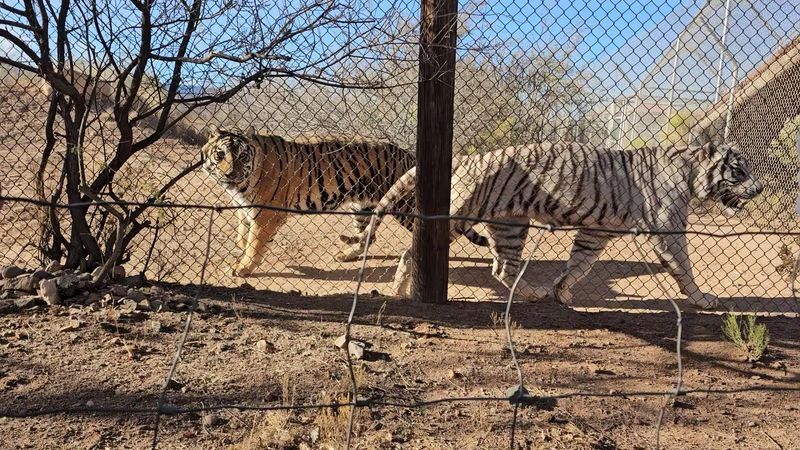 Brave Enough to Feed a Tiger?