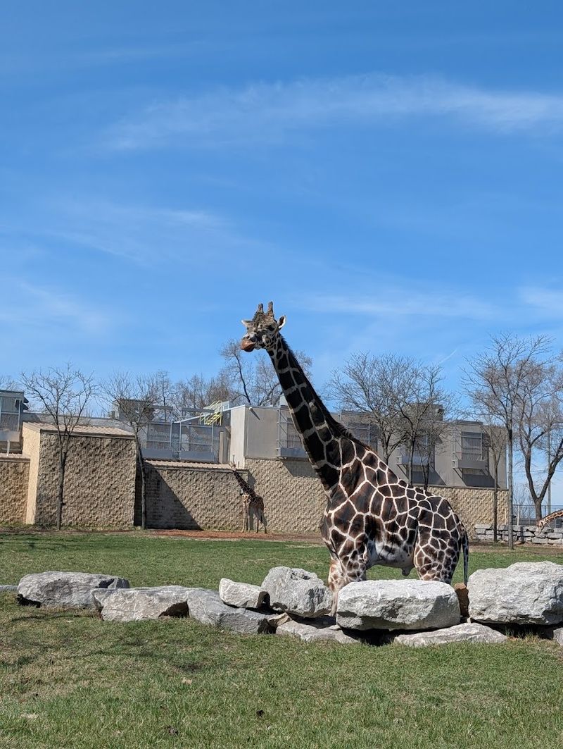 Plan The Giraffe Encounter Wisely