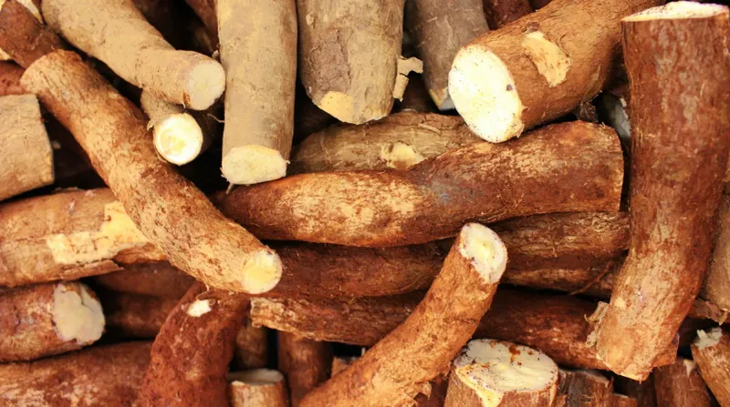 Cassava's Cyanide Concern