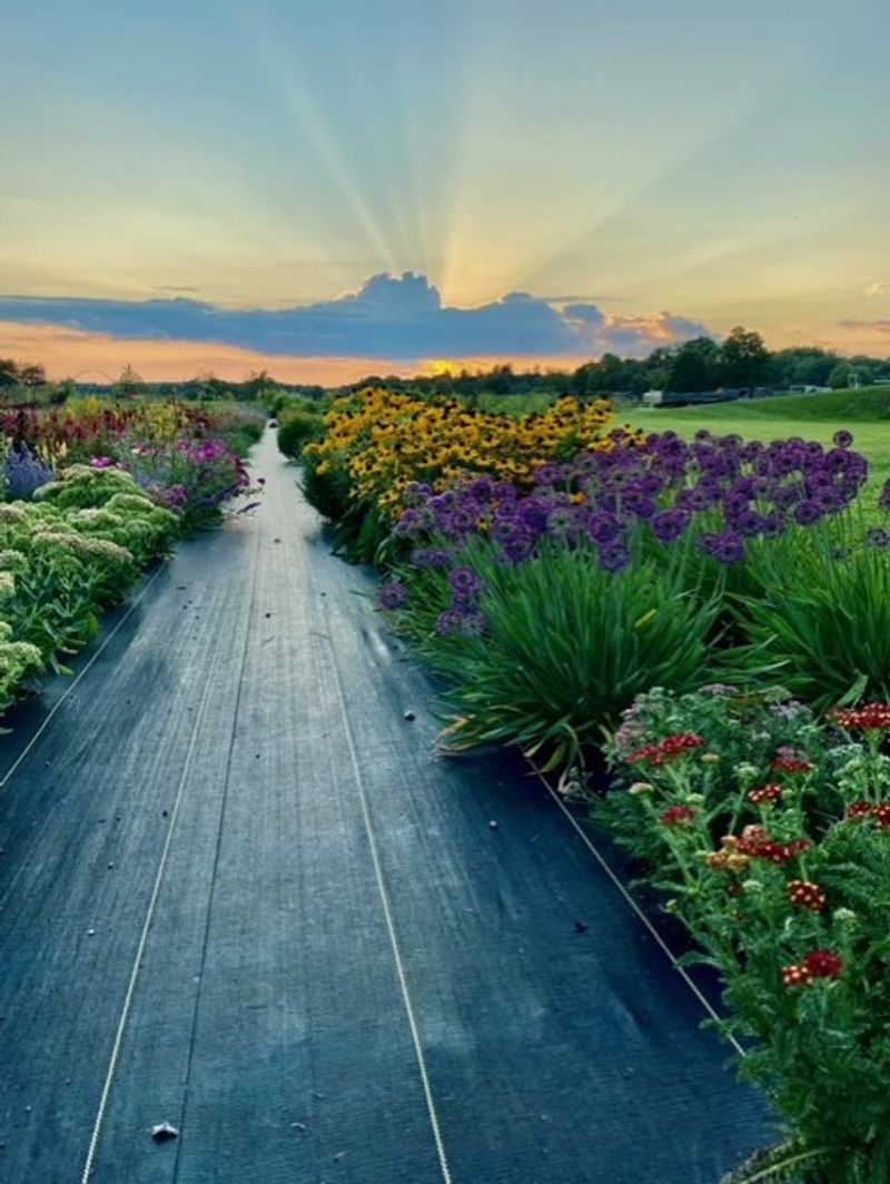 Vining Flower Farm, Six Lakes