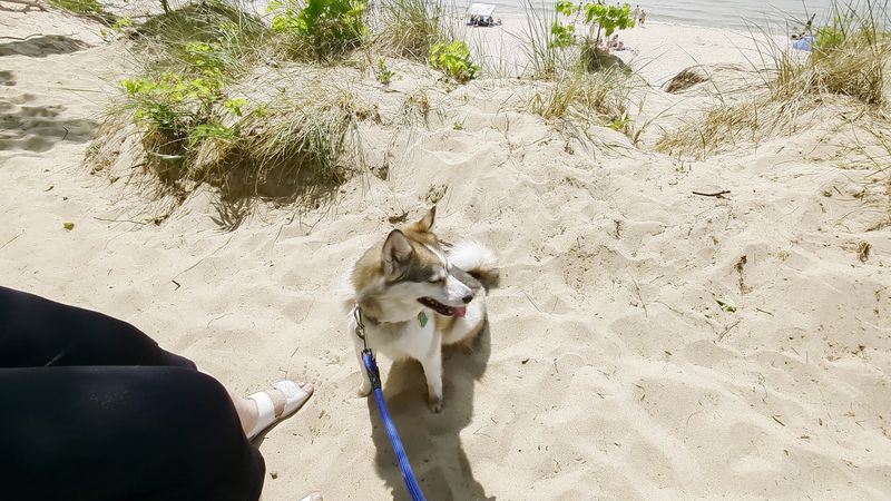 Bring A Leash, Binoculars, And Curiosity Bring A Leash, Binoculars, And Curiosity