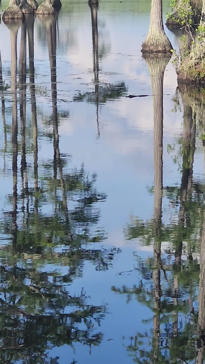 Bring Binoculars Because The Locals Have Feathers And Scales