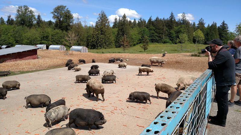 Bring Carrots and a Donation