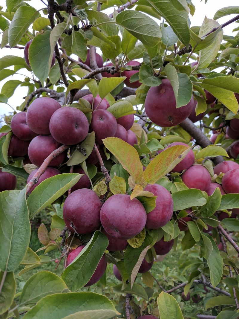 Bring Home Apples You Picked Yourself