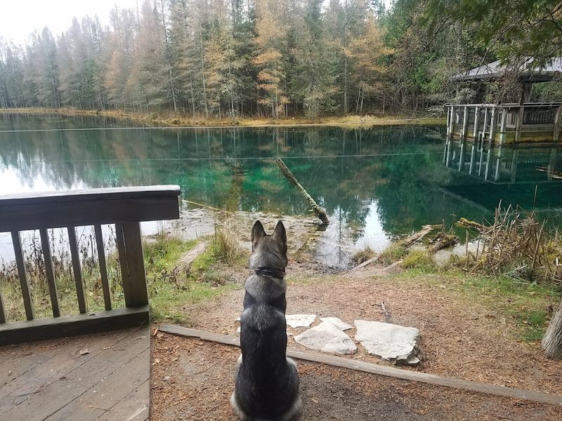 Bring Pets And Patience Bring Pets And Patience