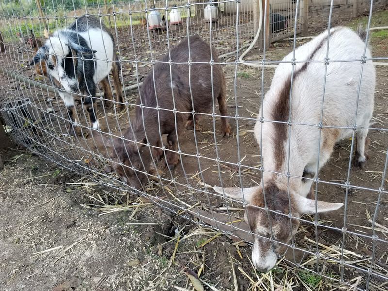 Bring Quarters Because The Goats Are Expecting You