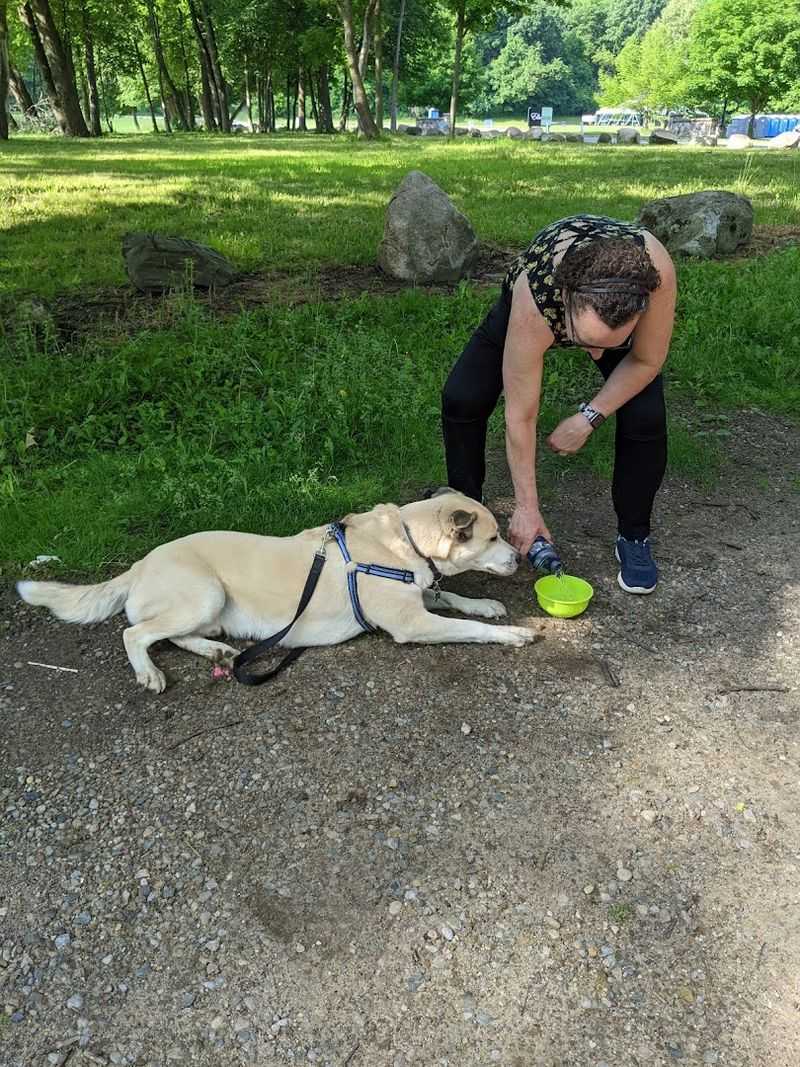 Bring The Dog Only If Your Dog Likes Crowds