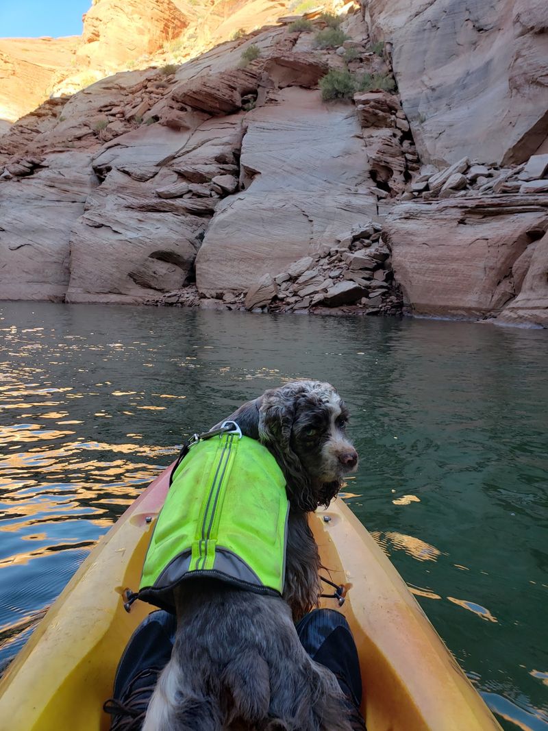 Bring Your Dog Along for the Ride
