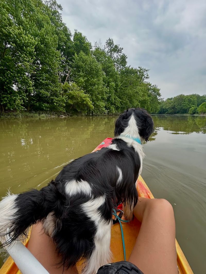 Bringing the Dog Along