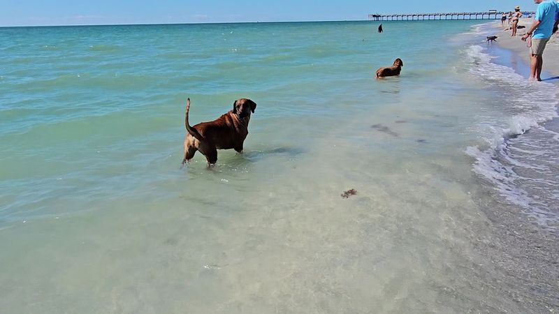 Brohard Paw Park