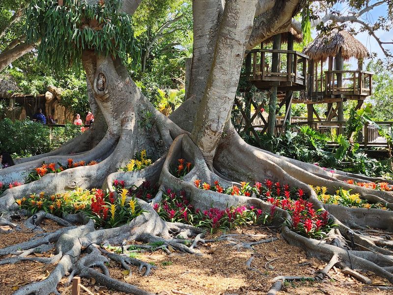 Bromeliads And Epiphytes From Around The Globe